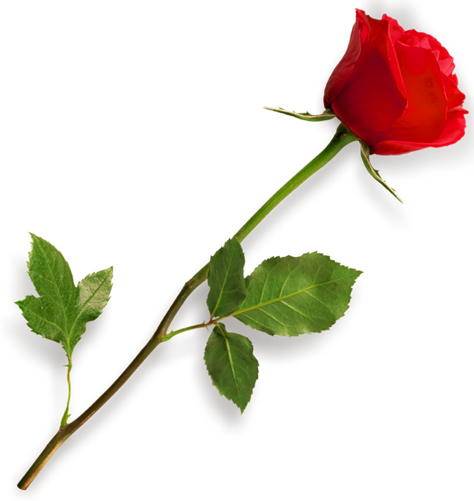Red Rose Png
